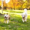 Wireless Electric Dog Fence Pet Shock Boundary Electric Training