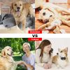 Dog Training Collar IP67 Waterproof Pet Trainer Rechargeable
