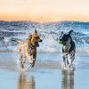 Dog Bark Collar Rchrgble Waterproof Beep Vibration Stimulation