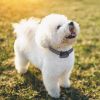 Anti Bark Dog Collar for Small Dogs No Shock Automatic Training