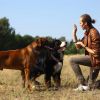 Electric Dog Training Collar Receiver Beep Vibration Shock
