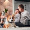 Anti Bark Dog Collar for Small Dogs No Shock Automatic Training