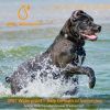 Dog Training Collar IP67 Waterproof Rechargeable Shock Collar