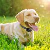 Dog Bark Collar Anti Barking Electric Training Rechargeable
