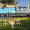 Squeaky Dog Toys; Rubber Dog Balls; for Small Medium Dogs