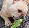 Effective Dogs Toothbrush Stick Bite Resistant Dog Chew Toys