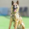 Dog Harness; large dog training tactical chest; explosion-proof
