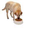 Pet Supplies Set Dog Litter with Feeder Bowl and Litter Scoop