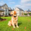Dog Fence Containment Rechargeable Underground Fence