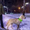LED Dog Collar Rechargeable Safety Collar Night Safety Flashing Light up Collar