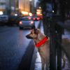 LED Dog Collar Rechargeable Safety Collar Night Safety Flashing Light up Collar