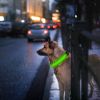 LED Dog Collar Rechargeable Safety Collar Night Safety Flashing Light up Collar
