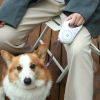 Streamer Led Lights Dog Automatic Nylon Leads Premium Walking Leads Traction Rope