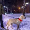 LED Dog Collar Rechargeable Safety Collar Night Safety Flashing Light up Collar