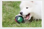 Pet Rubber Bouncing, Dog Chew, Light up Ball Squeaky, Bite Resistant Irregular Shape Toy