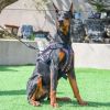 Dog Harness; large dog training tactical chest; explosion-proof