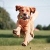 Pet Rubber Bouncing, Dog Chew, Light up Ball Squeaky, Bite Resistant Irregular Shape Toy