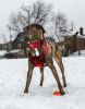 Reflective Padded Dog Leash and Harness