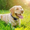Electric Fence Pet Tone Shock Collar Receiver For all Dogs