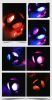 Pet Rubber Bouncing, Dog Chew, Light up Ball Squeaky, Bite Resistant Irregular Shape Toy