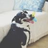 Pet Rubber Bouncing, Dog Chew, Light up Ball Squeaky, Bite Resistant Irregular Shape Toy